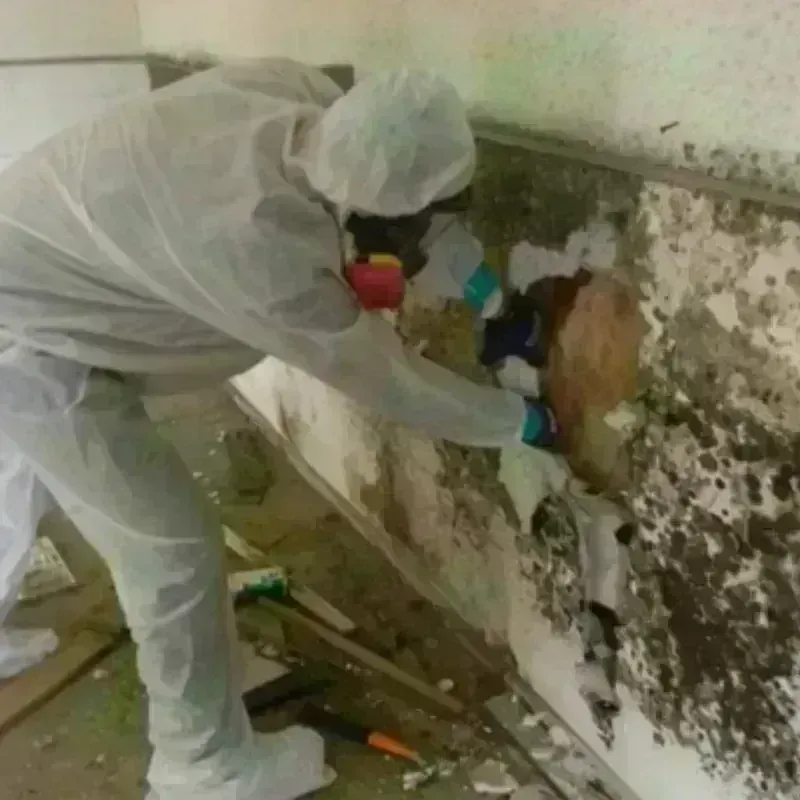 Mold Remediation and Removal in Fountain Hill, PA